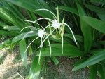 Chengalva_Puvvu
