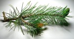 Pine_cones MnF